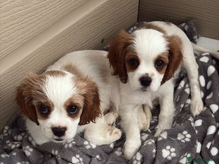 Cavalier King Charles Spaniel dogs Beautiful Blenheim King Charles spaniel pups - Advert 7