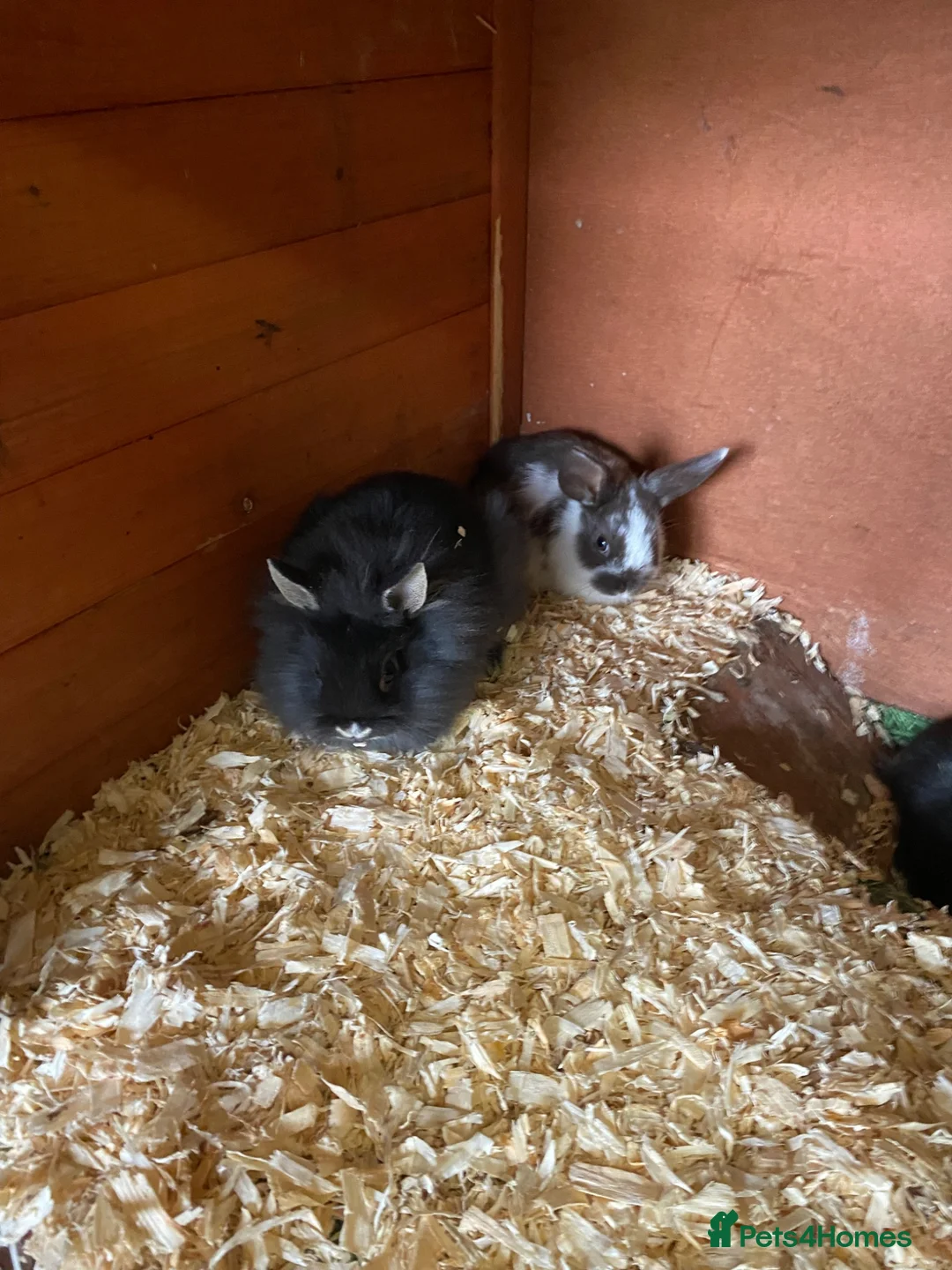Lionhead rabbits for sale: Beautiful lionhead cross Netherland dwarf girls in Keighley - Advert 3