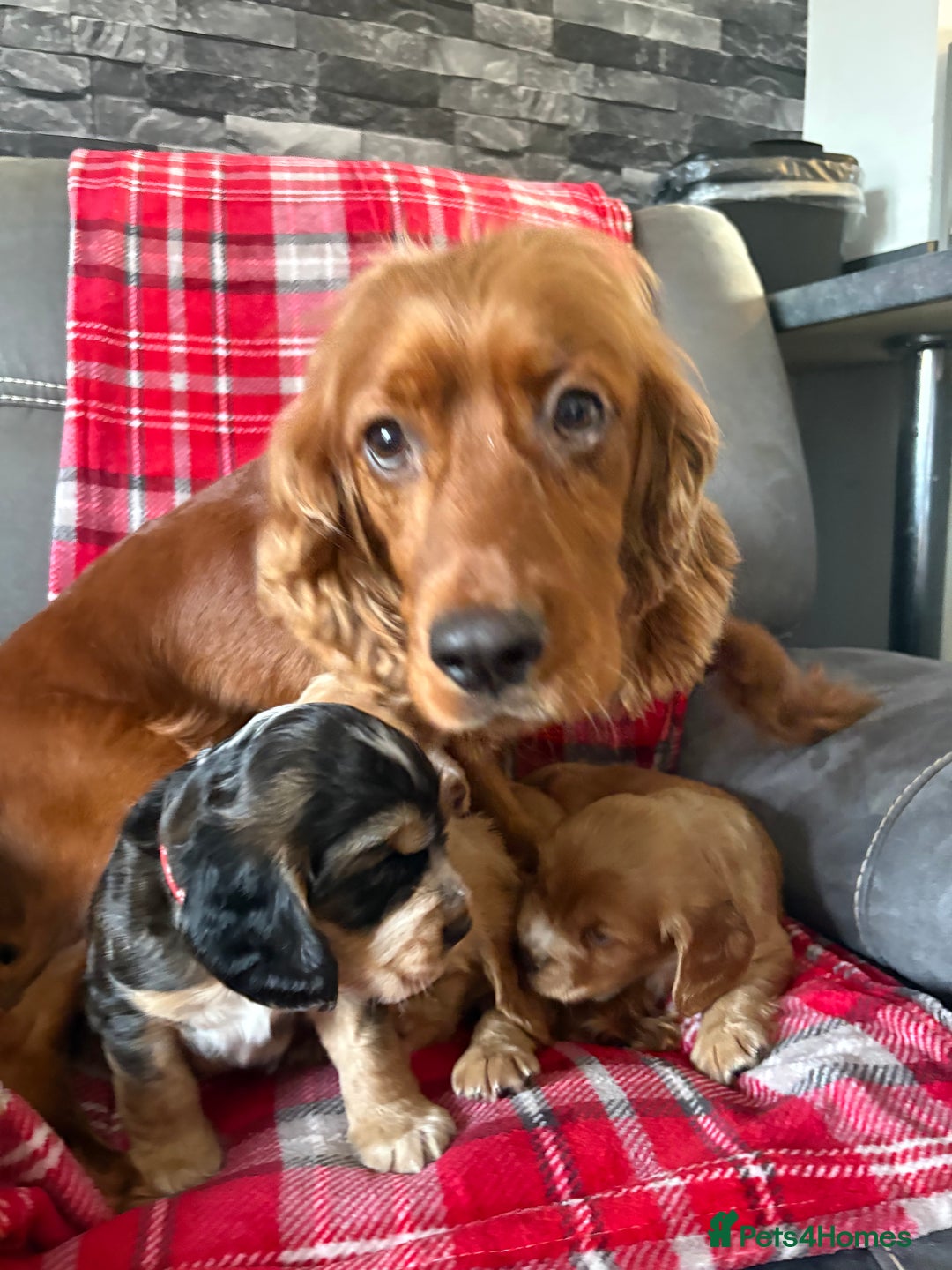 Cocker Spaniel dogs for sale: Show type cocker spaniel pups - Advert 6