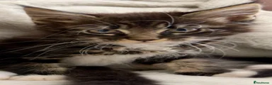 Maine Coon 1