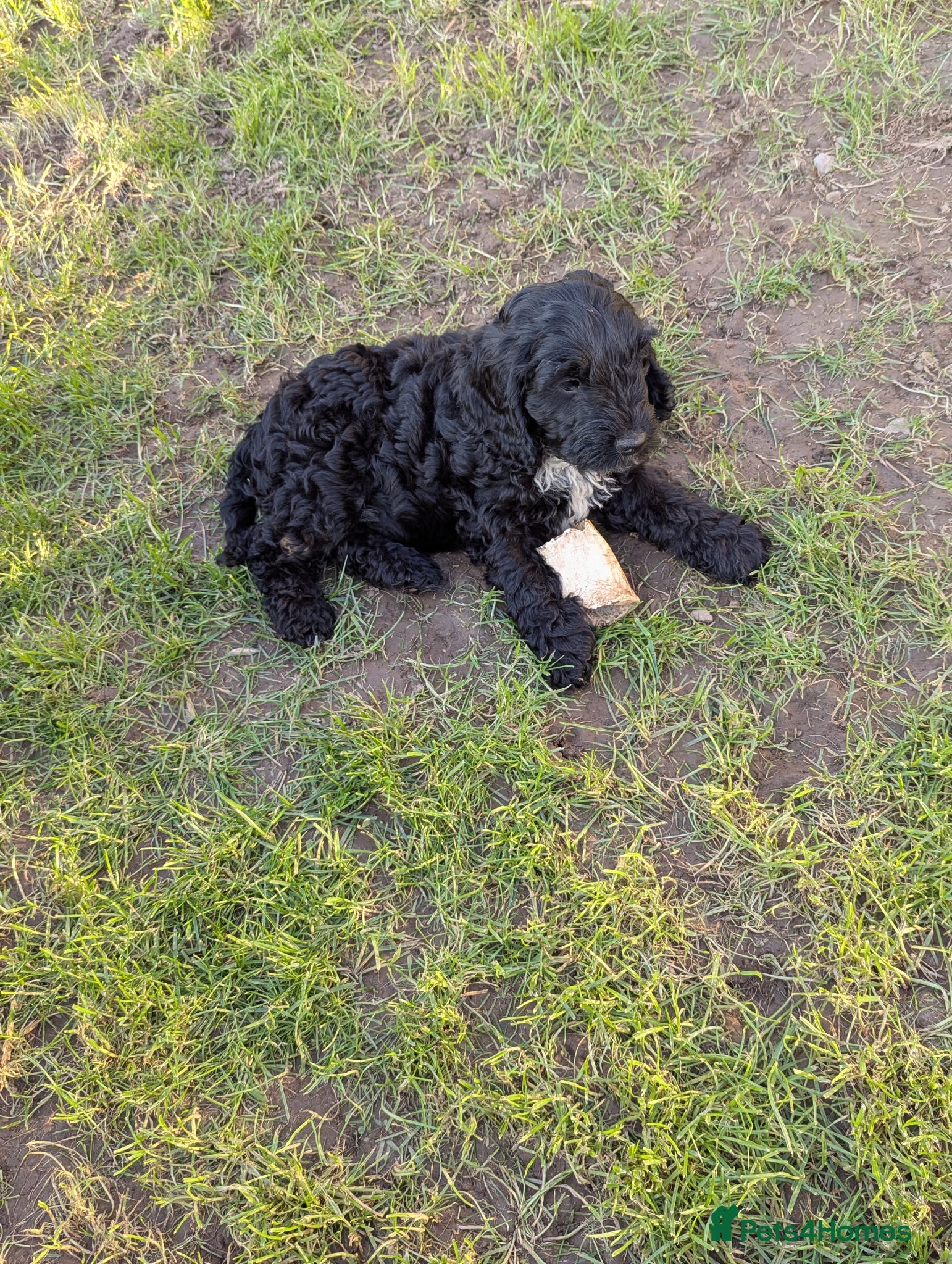 Cockapoo dogs 3. F 1 show, cockapoo puppies.READY TO GO - Advert 4