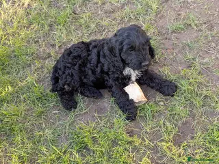 Cockapoo dogs 3. F 1 show, cockapoo puppies.READY TO GO - Advert 4