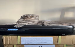 Scottish Fold cats for sale: Scottish fold and Scottish straight kitten - Advert 6