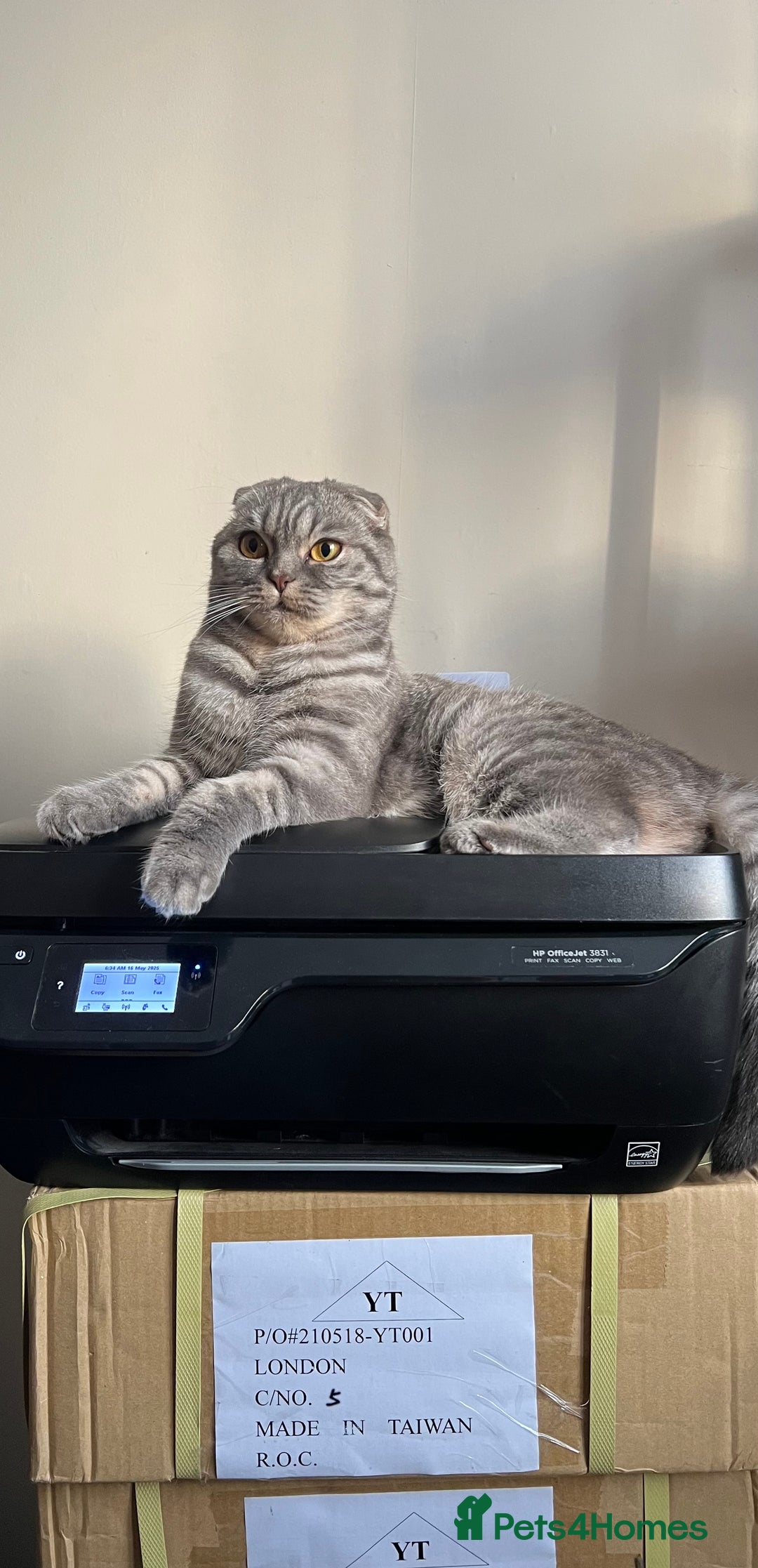 Scottish Fold cats for sale: Scottish fold and Scottish straight kitten - Advert 6