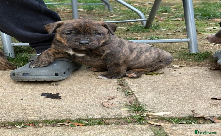 Mixed Breed dogs - Advert 7
