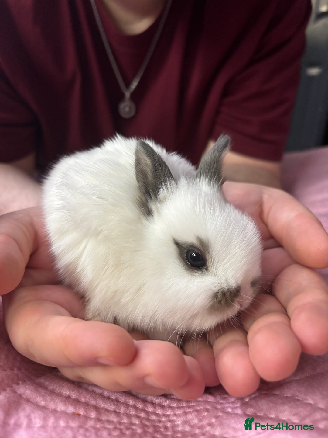 Mixed Breed rabbits for sale: 7 Gorgeous mixed dwarf hotot minilops  - Advert 7