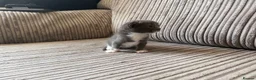 Mixed Breed cats for sale: Half ragdoll kittens  - Advert 9