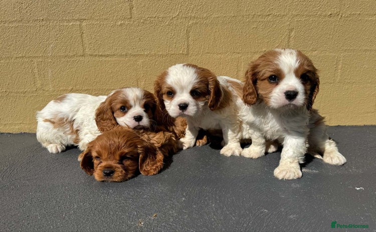 Cavalier King Charles Spaniel dogs - Advert 1