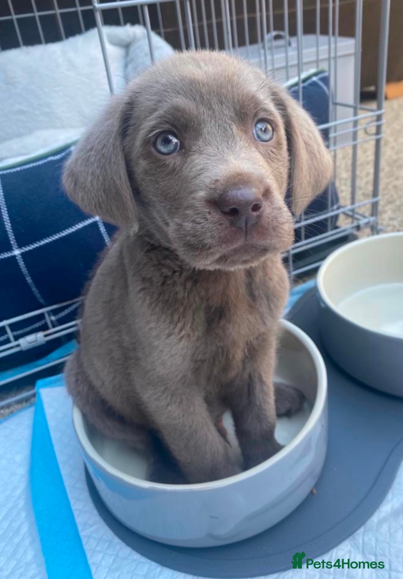 Labrador Retriever dogs Stunning pure pedigree silver labrador puppies - Advert 3