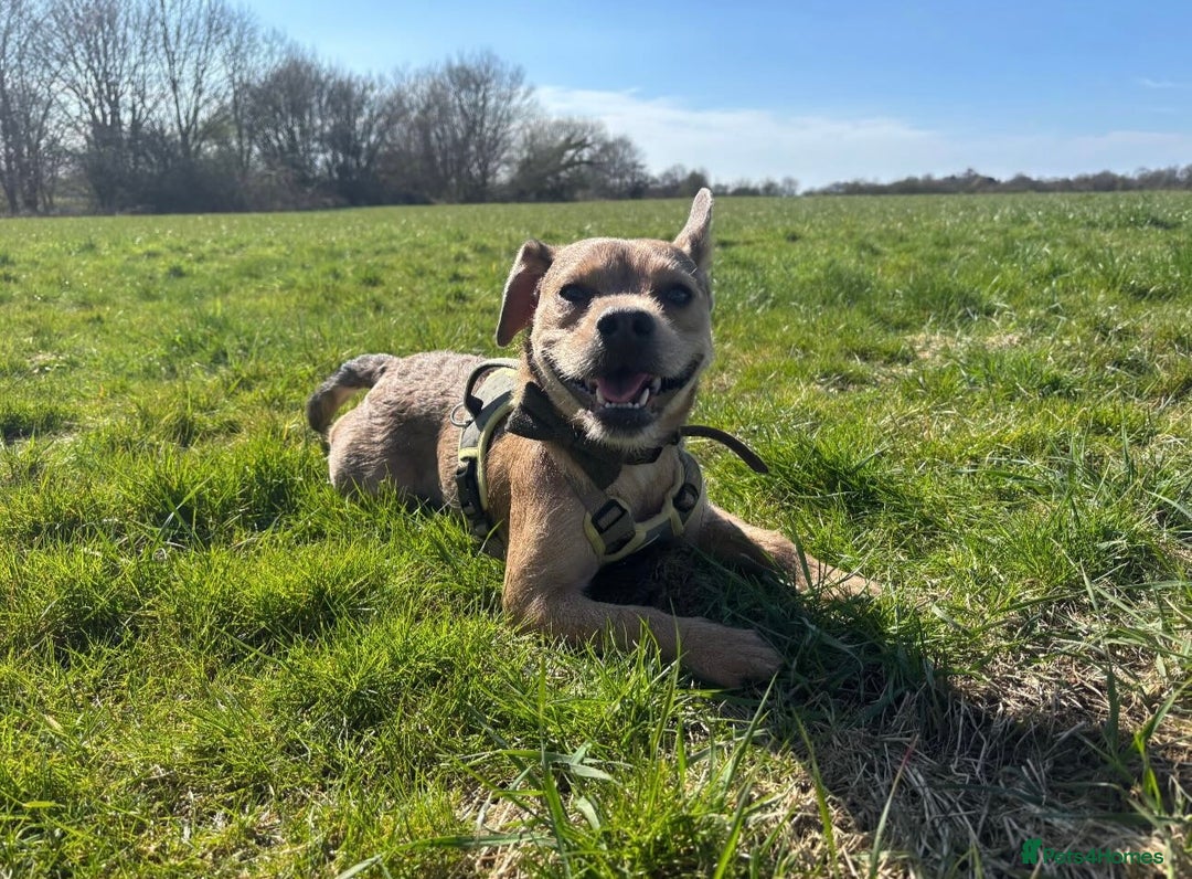 Mixed Breed dogs for sale: French bulldog X  - Image 4