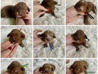 Goldendoodle dogs multigenerational double doodles - Advert 8