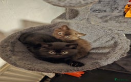 British Shorthair cats for sale: Cookie  - Image 2