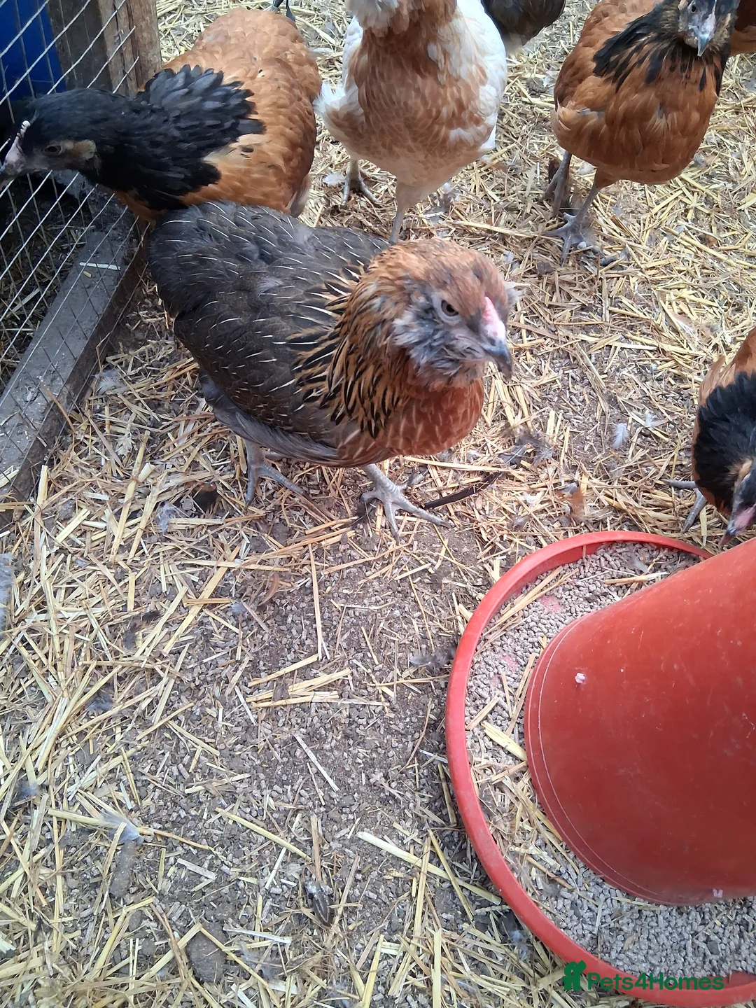 Chickens poultry for sale: Americana bantams all female  - Advert 2