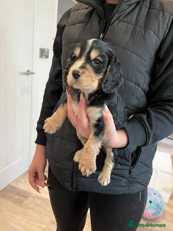 Cocker Spaniel dogs - Advert 1