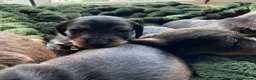 Miniature Dachshund dogs for sale: Miniature Wire haired Dachshund  - Advert 4