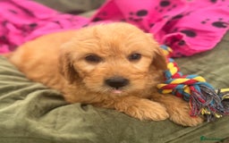 Goldendoodle dogs for sale: Healthy waggy happy puppies  - Image 3