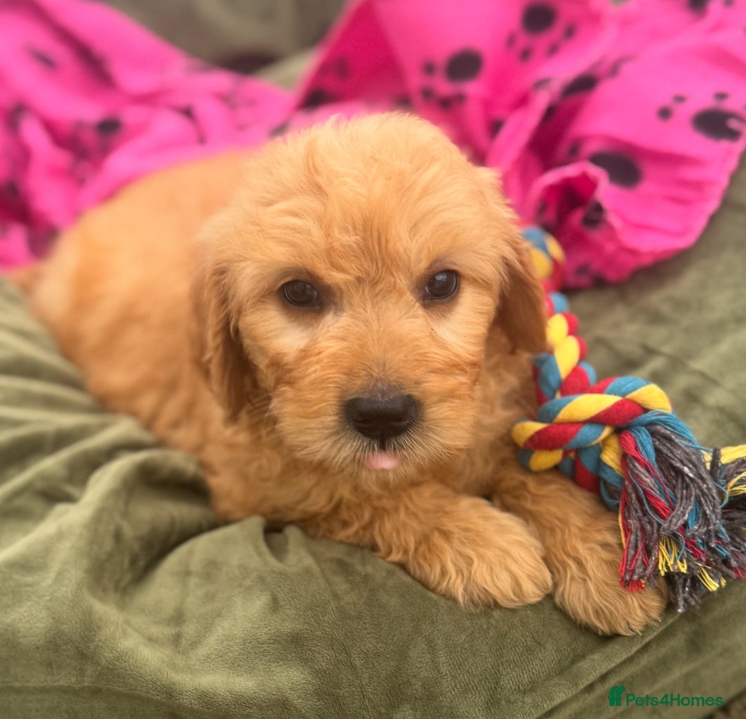Goldendoodle dogs for sale: Healthy waggy happy puppies  - Image 3