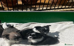 Chihuahua dogs for sale: 3 Long Coat Parti Boys - Image 7
