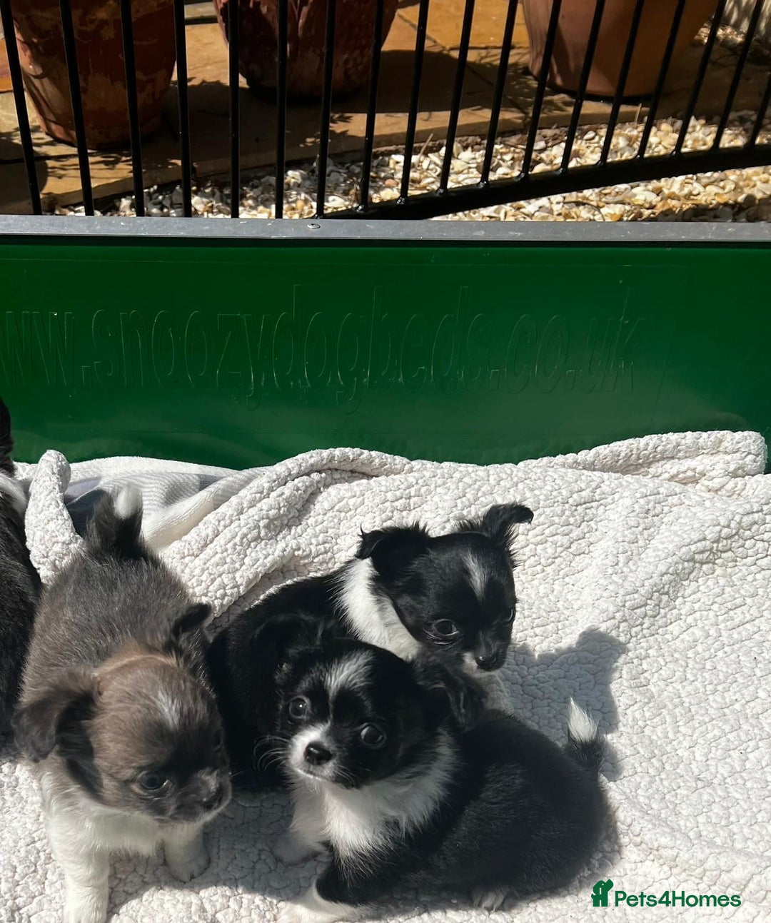 Chihuahua dogs for sale: 3 Long Coat Parti Boys - Image 7