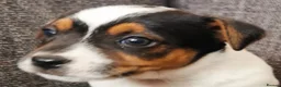 Jack Russell dogs for sale: Superb Veterinary Docked working Jack Russells - Advert 13