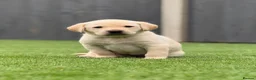 Labrador Retriever dogs for sale: Labrador puppies  - Advert 18