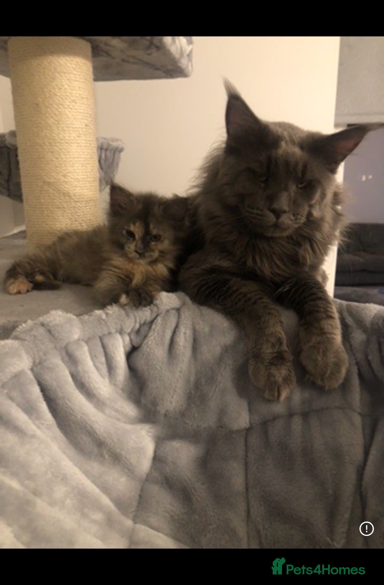 Maine Coon cats GCCF Registered MaineCoon Blue/Black Smoke & White - Advert 2