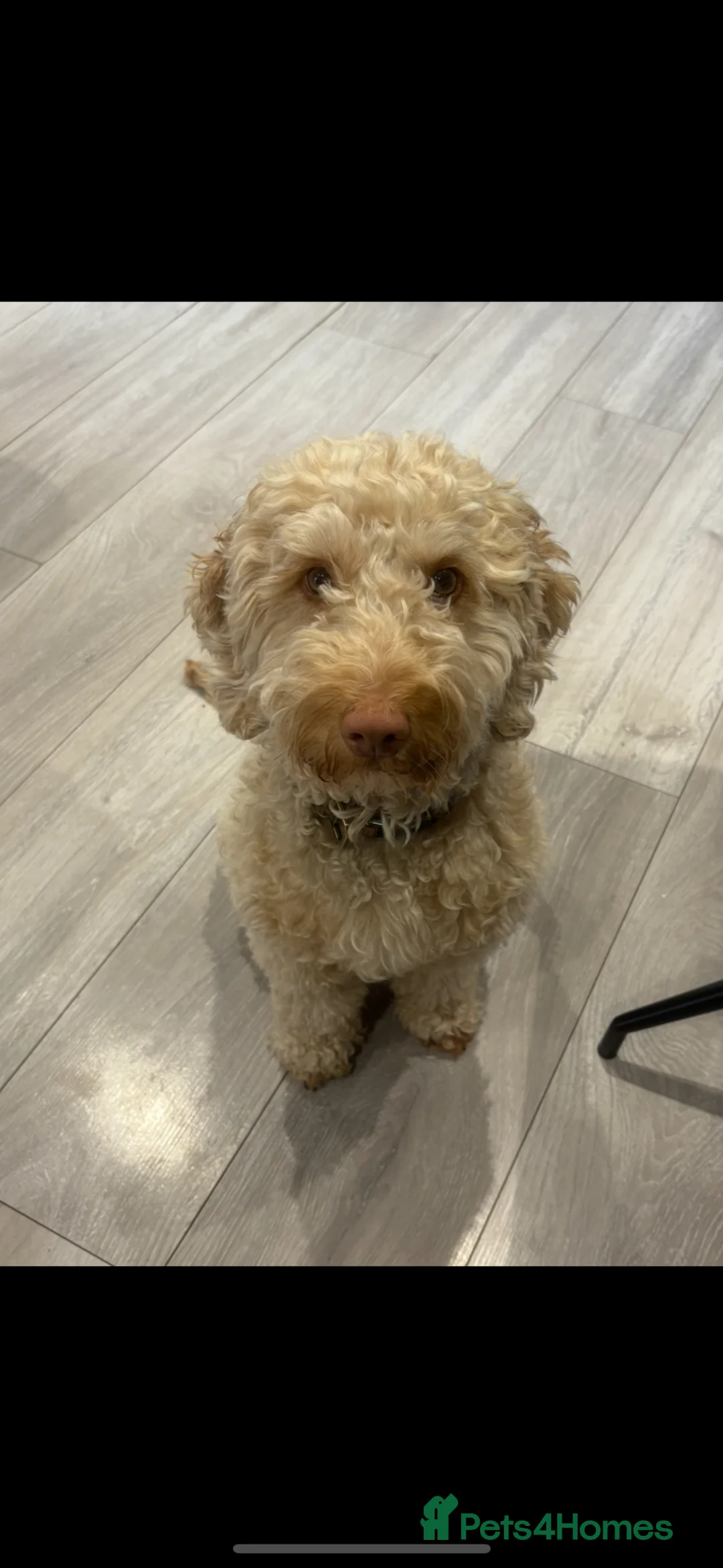 Cockapoo dogs for sale: Beautiful Cockapoo female - Advert 10
