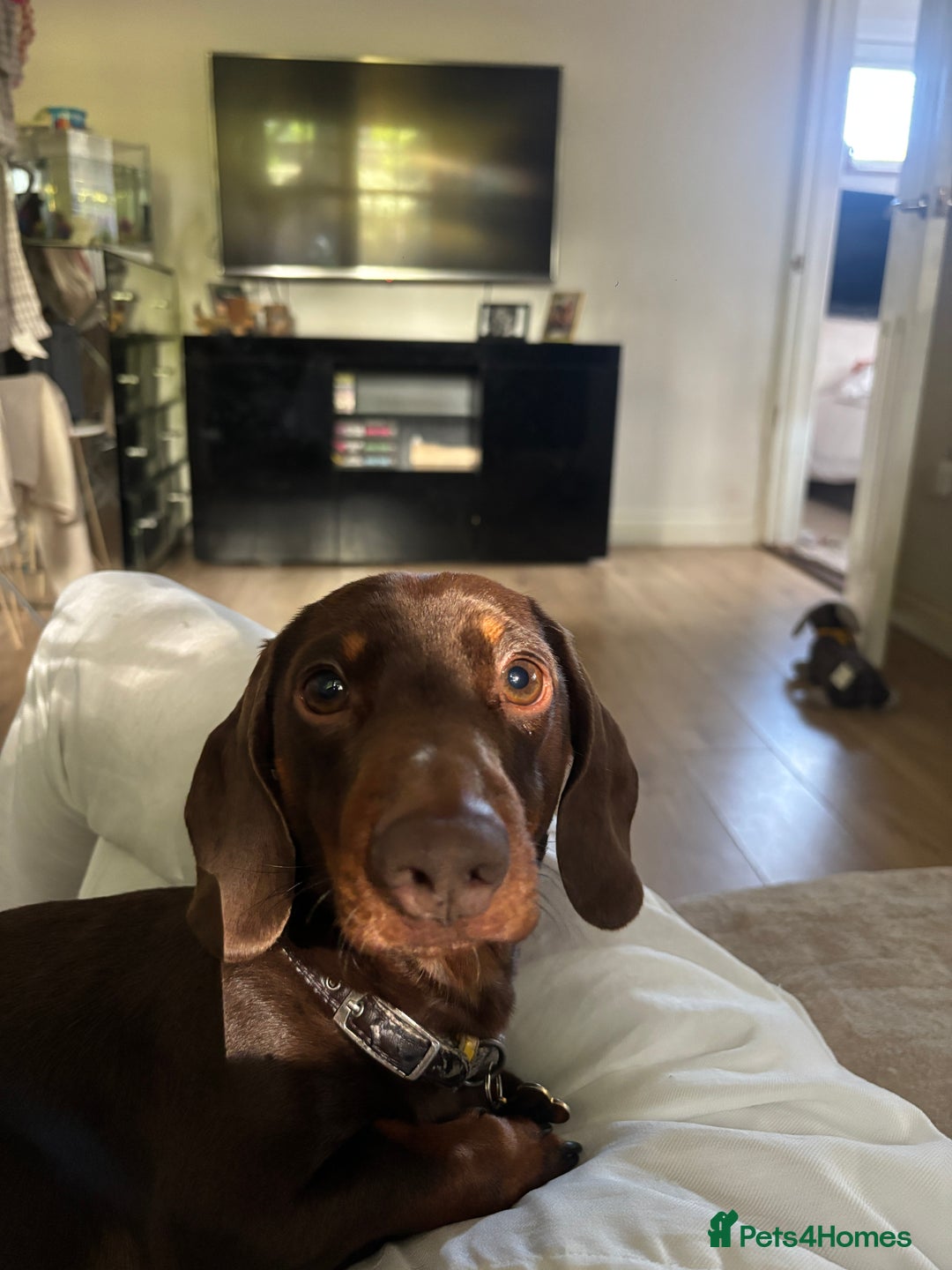 Miniature Dachshund dogs for stud: Miniature dachshund for stud - Image 2