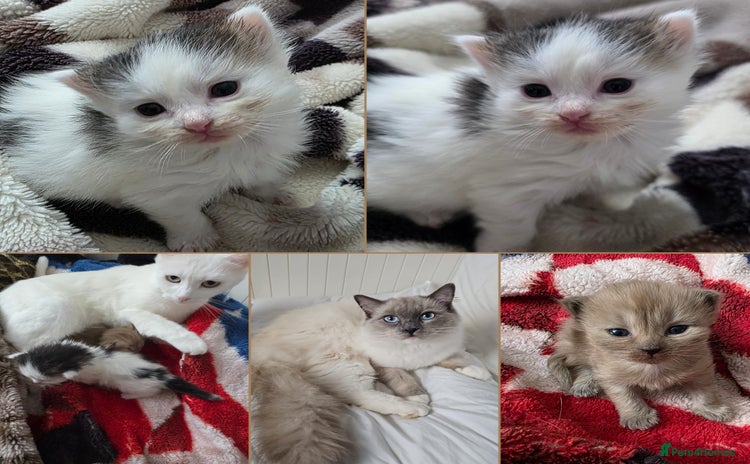 Mixed Breed cats Ragdoll x domestic cat 😻😽1 Boy available  - Advert 9