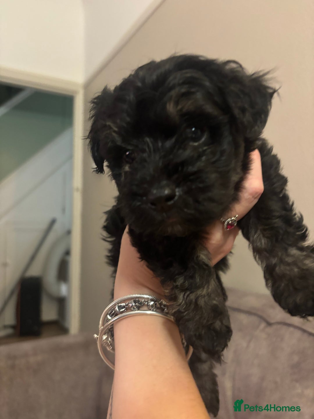 Mixed Breed dogs for sale: 2x gorgeous Male Morkiepoos for sale - Image 5