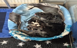 Mixed Breed dogs for sale: 8 UNIQUE Spaniel x Poodle Puppies - Image 28