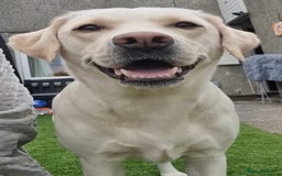 Labrador Retriever dogs for sale: Beautiful pedigree labrador puppies  - Image 4