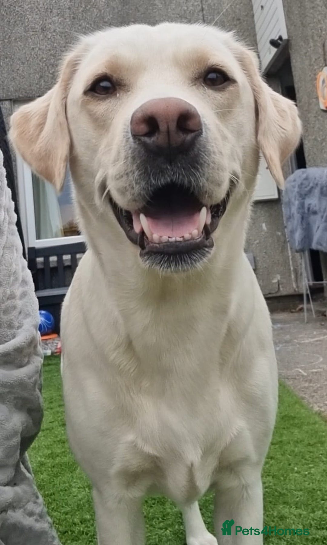 Labrador Retriever dogs for sale: Beautiful pedigree labrador puppies  - Image 4