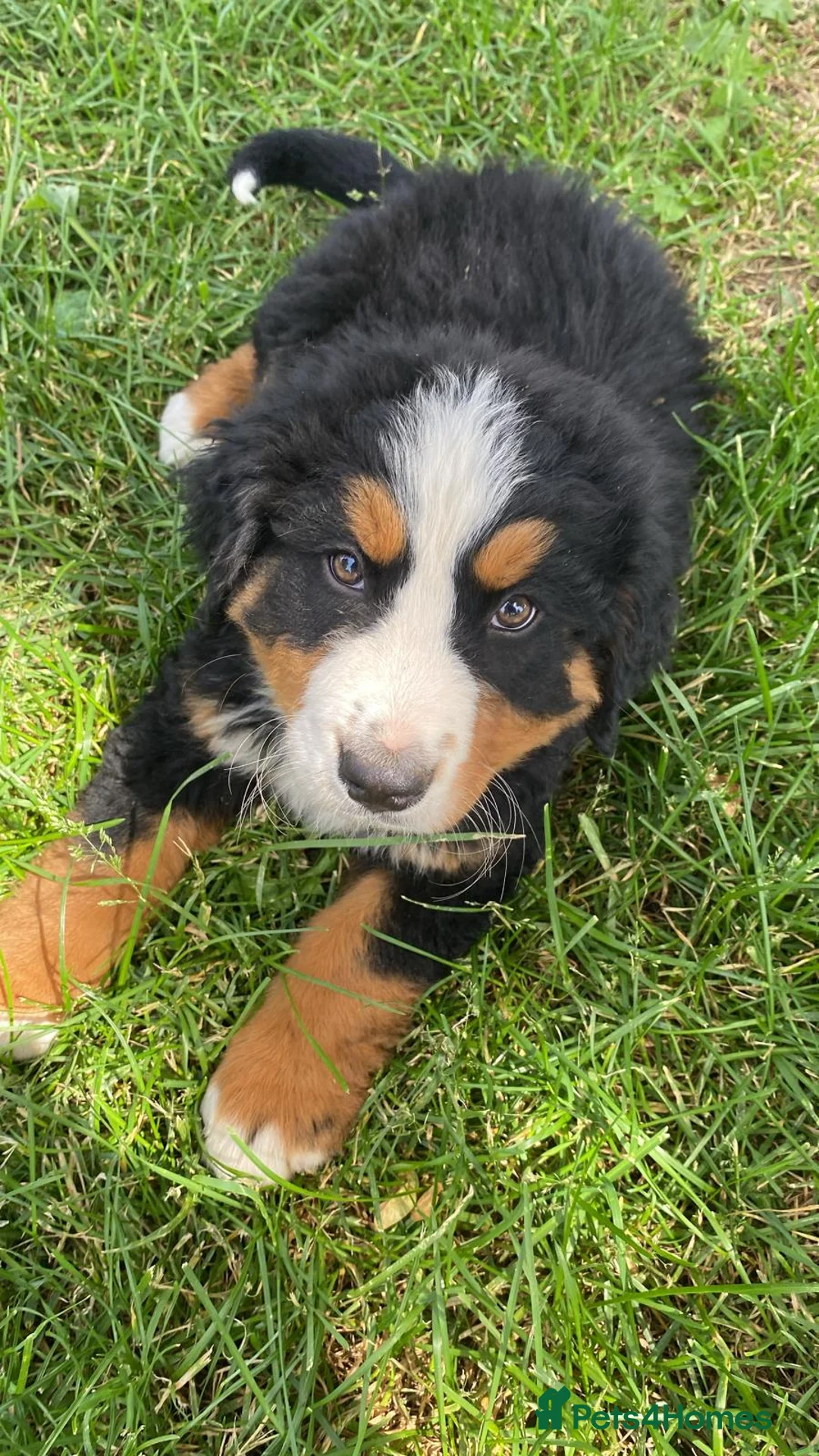 Bernese Mountain Dog dogs for sale: Bernese mountain dog for sale - Advert 12