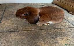Mixed Breed rabbits for sale: Indoor Floppy Eared Bunnies - Image 5