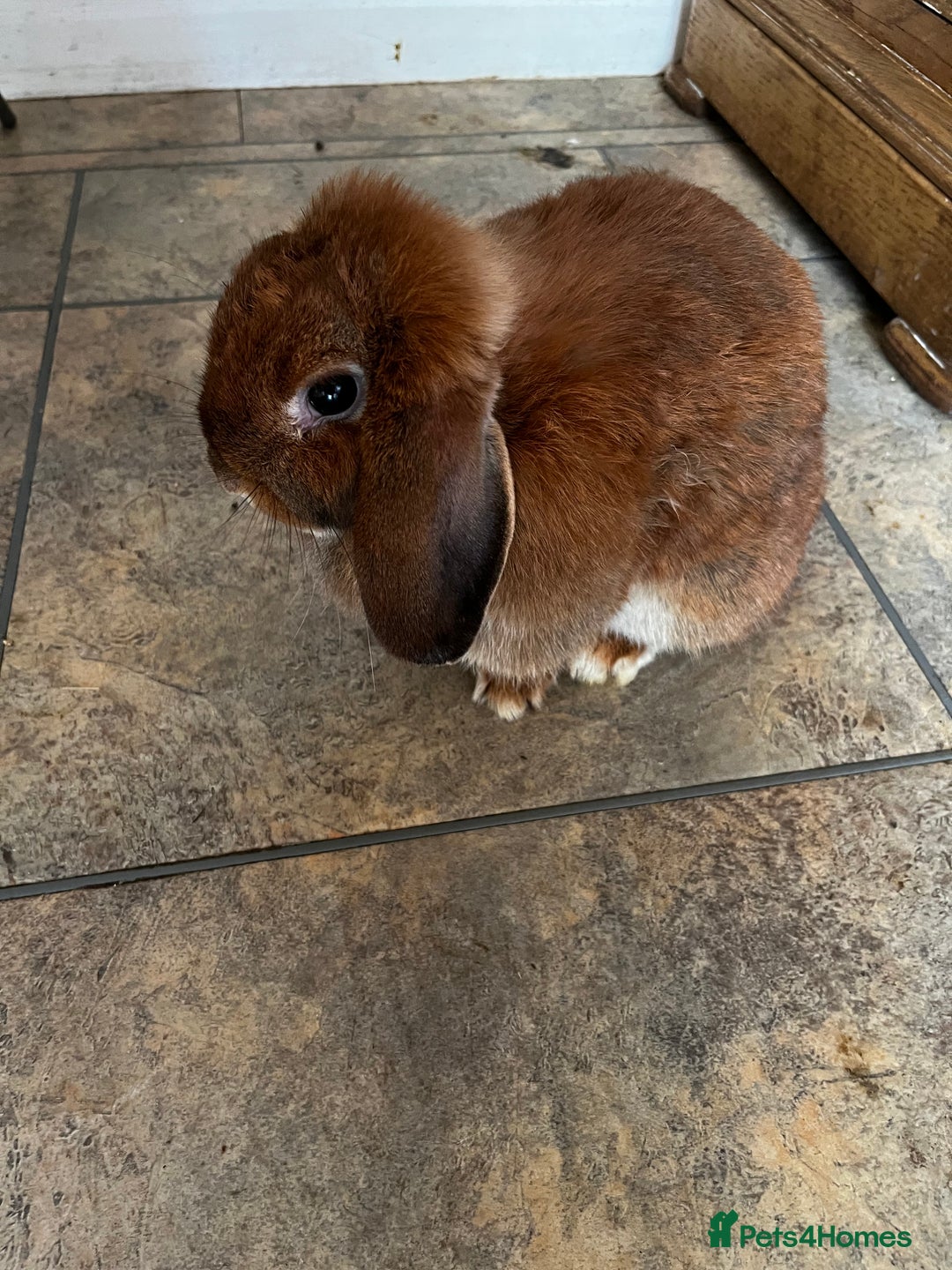 Mixed Breed rabbits for sale: Indoor Floppy Eared Bunnies - Image 5