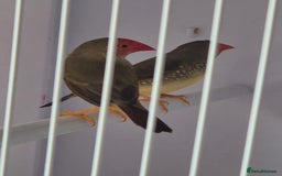 Canaries birds for sale: Canaries for sale beautiful markings  - Image 21