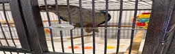 Conures birds for sale: Two Gorgeous, Tame Baby Green Cheek Conures ❤️ in Stockport - Advert 18