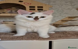 Munchkin cats for sale: Purebred TICA reg. Munchkin kittens ready to go  - Image 20