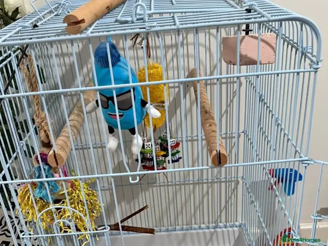 Budgerigars birds Single male budgie - Advert 2