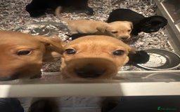 Labrador Retriever dogs for sale: Gorgeous lab puppys - Advert 5