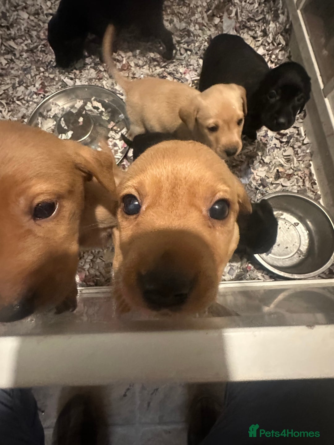 Labrador Retriever dogs for sale: Gorgeous lab puppys - Advert 5