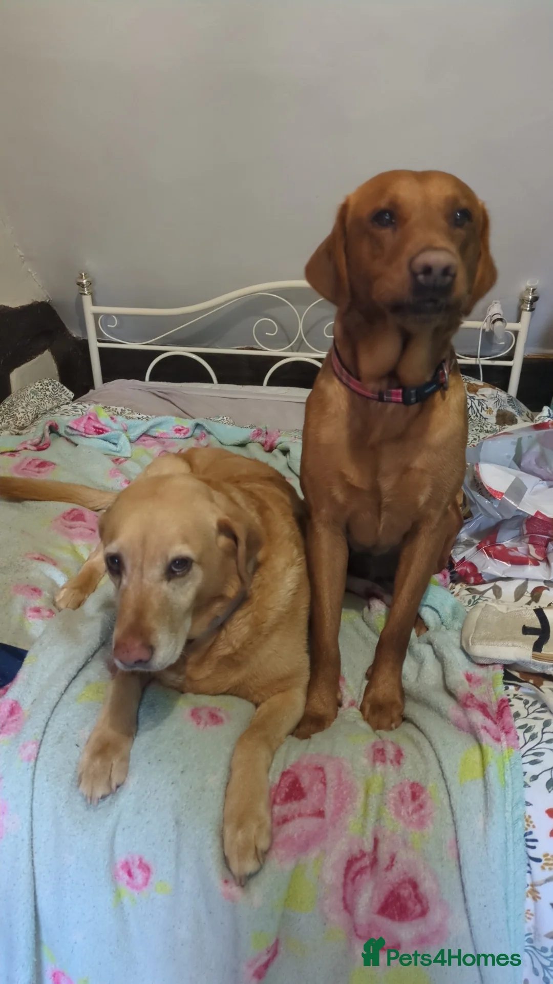 Labrador Retriever dogs for stud: Red Labrador KC registered in Ipswich - Advert 6