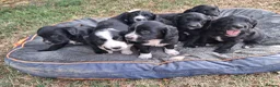 Sprollie dogs for sale: Beautiful litter of puppies  - Advert 3