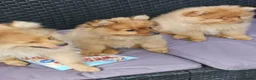 Pomeranian dogs for sale: 2 LEFT!! Purebred Cute fluffy Pomeranian Puppies! in Croydon - Advert 38