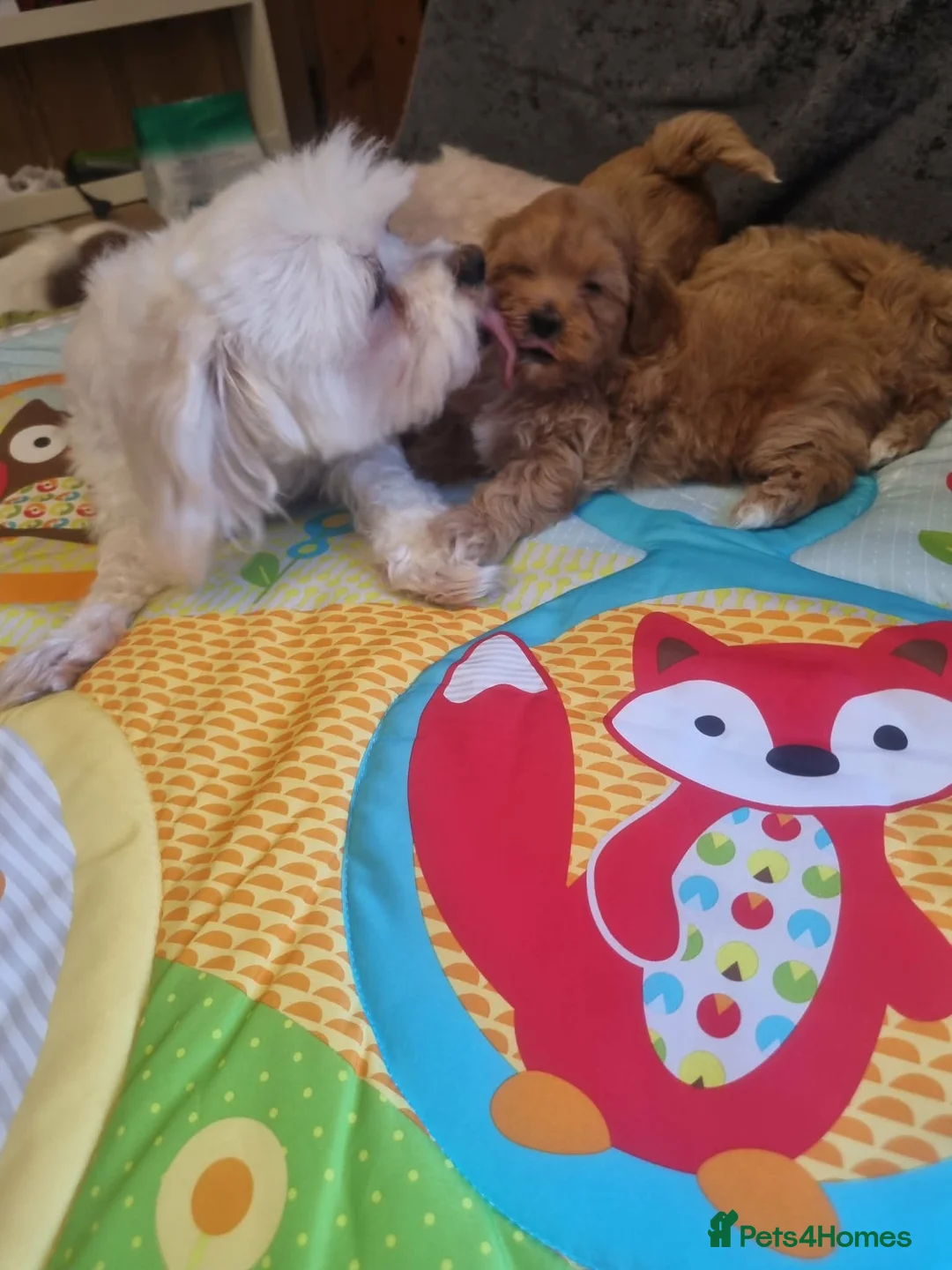 Maltipoo dogs for sale: Maltipoo in Fleetwood - Advert 1