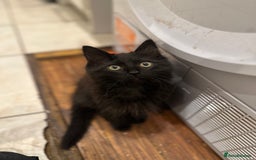Maine Coon cats for sale: Maine coon x ragdoll kittens - Image 4