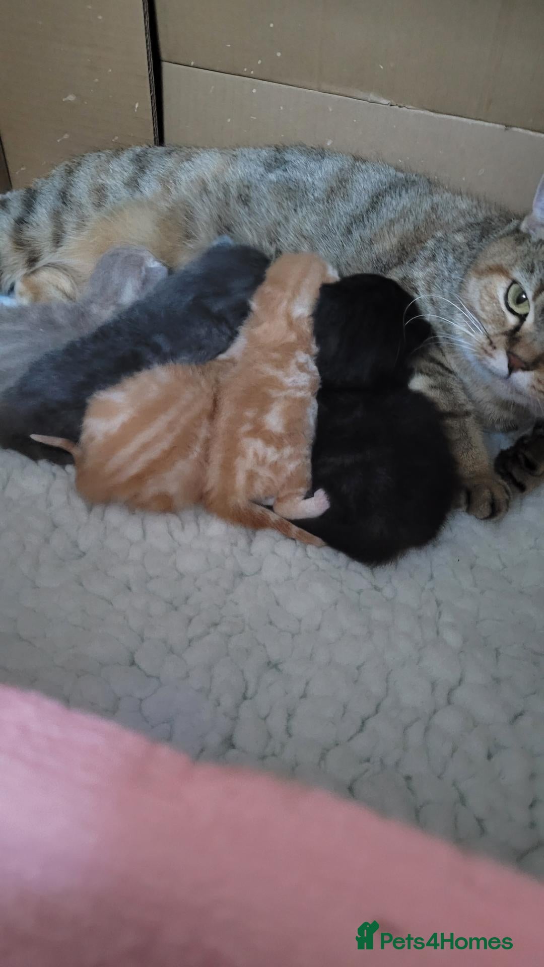 British Shorthair cats 5 beautiful bsh kittens  - Advert 1