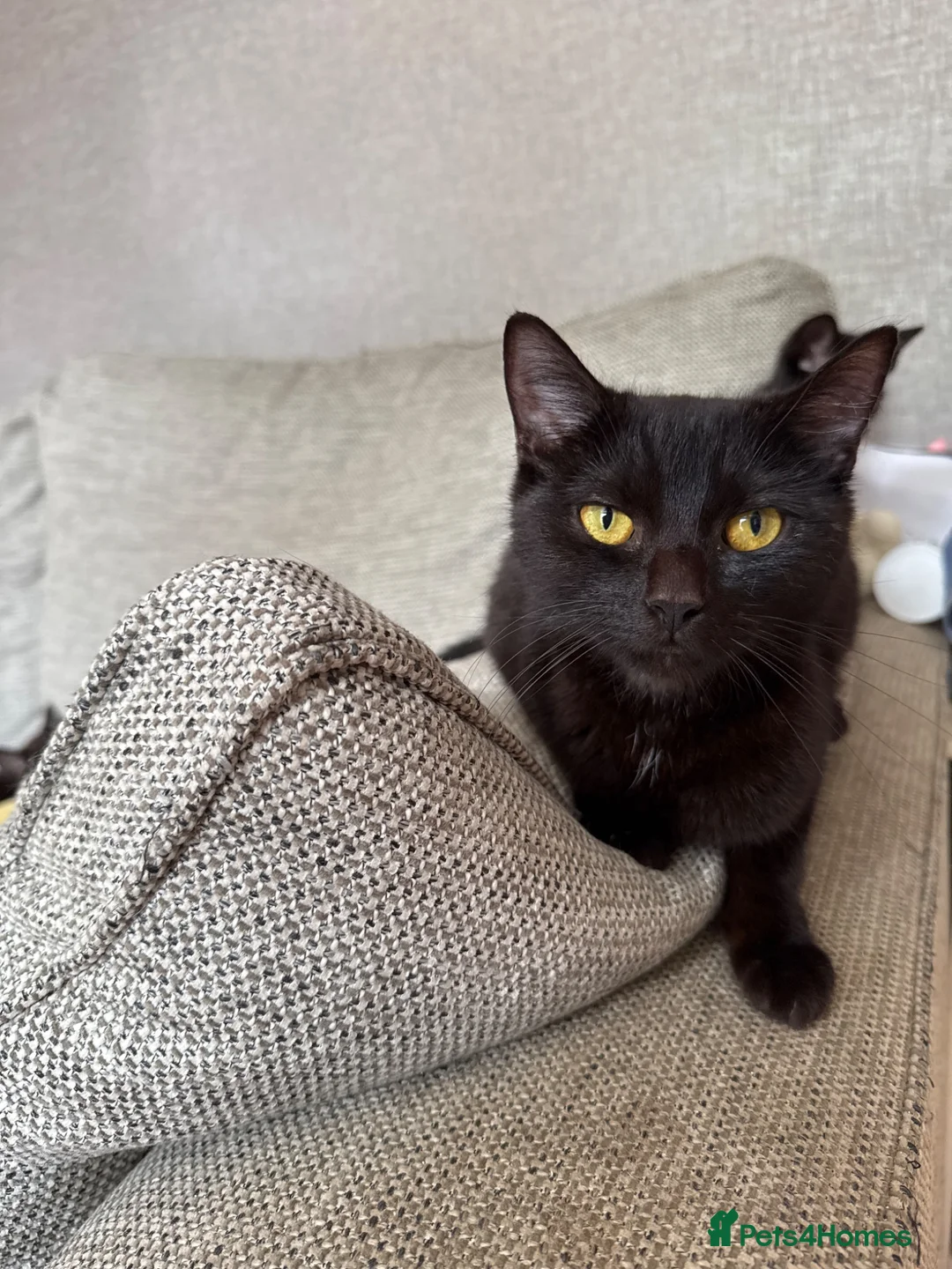 Mixed Breed cats for sale: Black and white kittens  in Burton-on-Trent - Advert 9