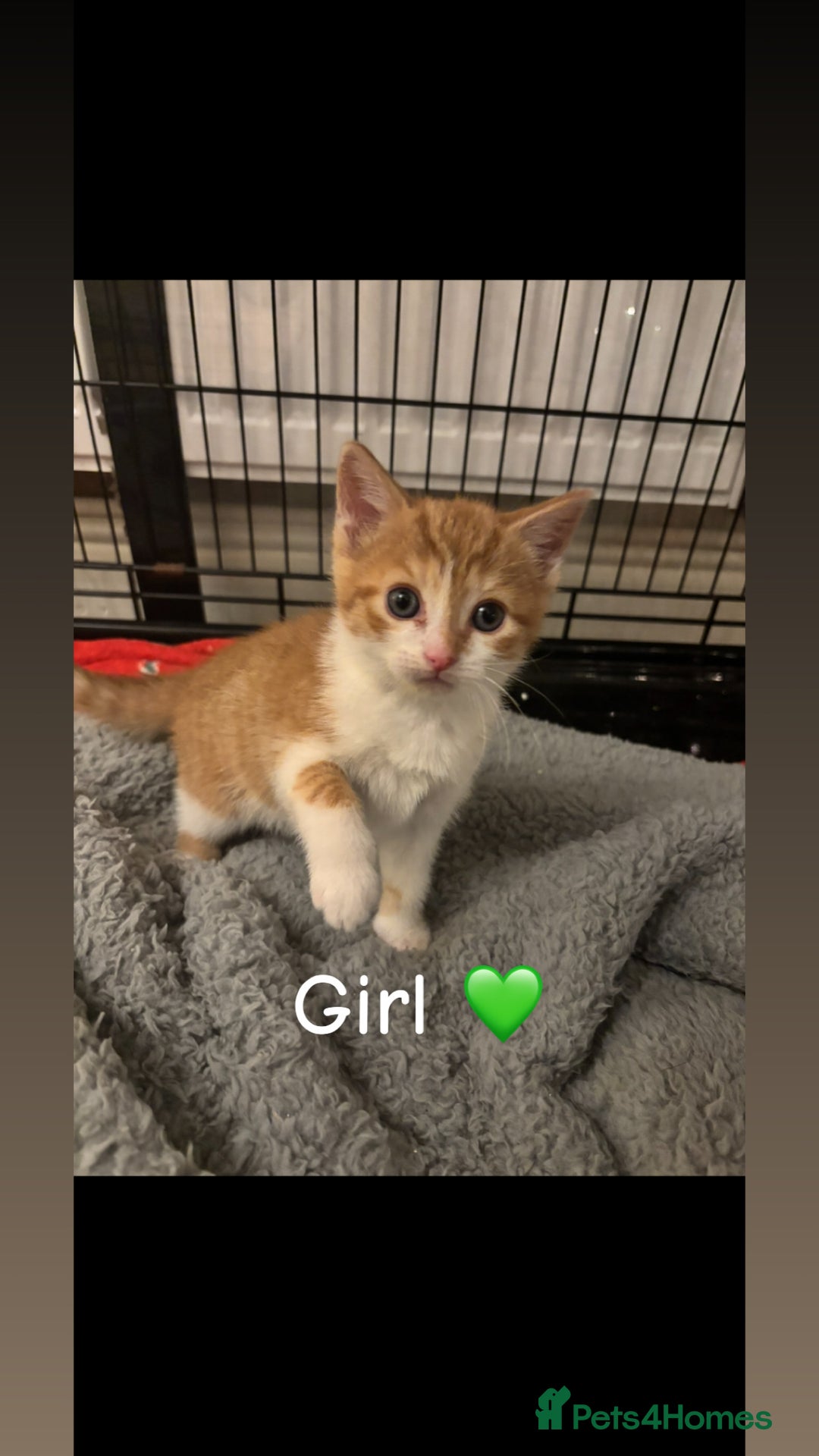 Mixed Breed cats for sale: 8 week old kittens - Advert 5